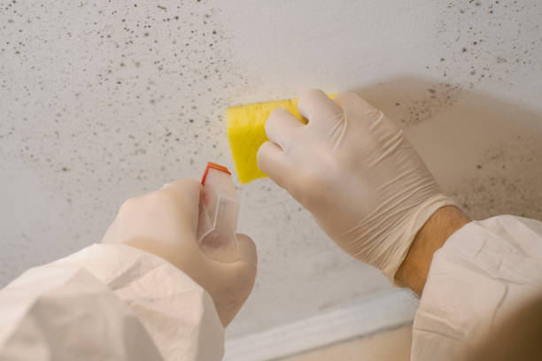 Mold Odor Removal Services in Brookside, NJ